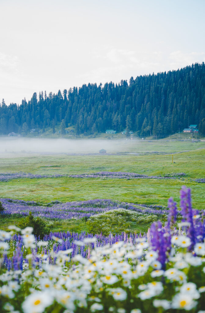 Gulmarg meadow of flowers