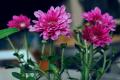 Asia’s Largest Chrysanthemum Garden Opens in Kashmir