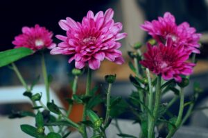 Asia’s Largest Chrysanthemum Garden Opens in Kashmir