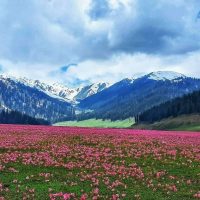 489626070_1251677723633754_7805731018368342748_n